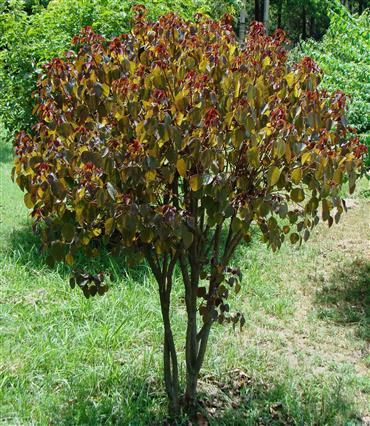 Euphorbia coinifolia